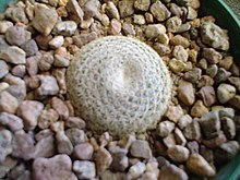 Mammillaria formosa spp. microthele (155085883).jpg