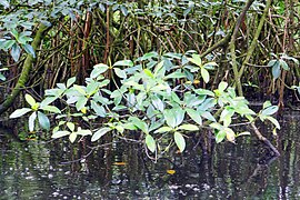 Mangrovie del fiume Malanza (São Tomé) (10) .jpg