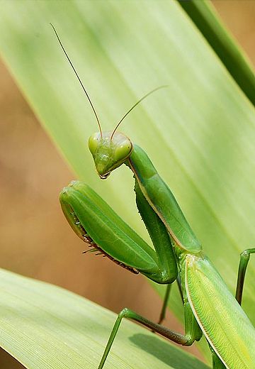 File:Mantid August 2007-3.jpg