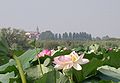 Flores de loto en el Lago Superior en Mantua