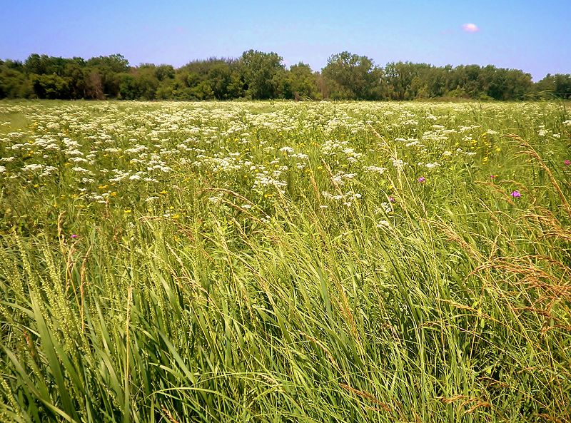 File:Markham prairie 1.JPG