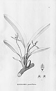 Maxillaria pauciflora