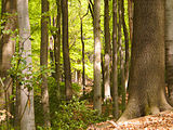 Naturwaldzelle „Meersiepenkopf“ im NSG Burgholz