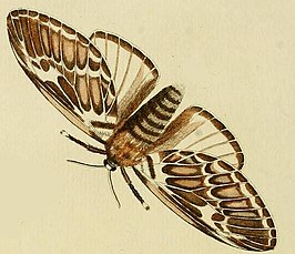 Podalia orsilochus