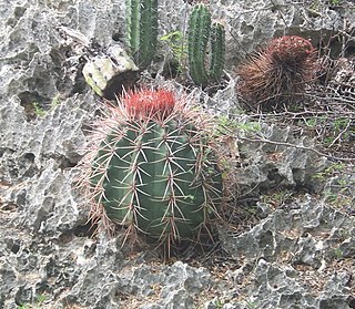 <i>Melocactus caroli-linnaei</i> Species of cactus