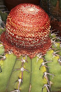 <i>Melocactus paucispinus</i> Species of cactus