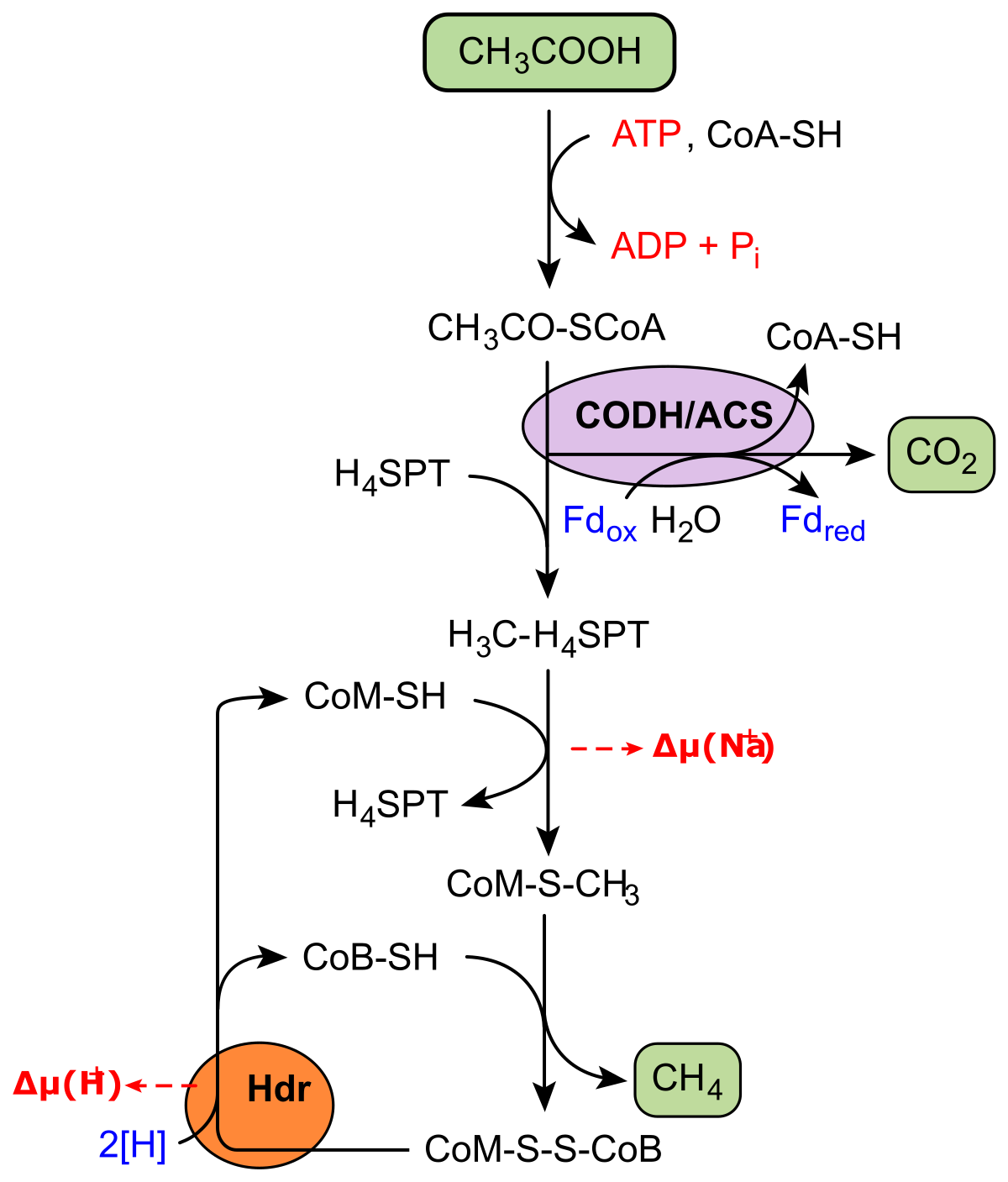 methanogenesis