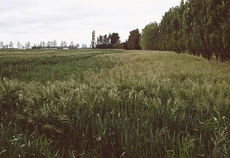 Bromus diandrous infestation in wheat, NZ Methven1.jpg