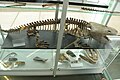 Szkielet Metopozaura w dinoparku w Krasiejowie