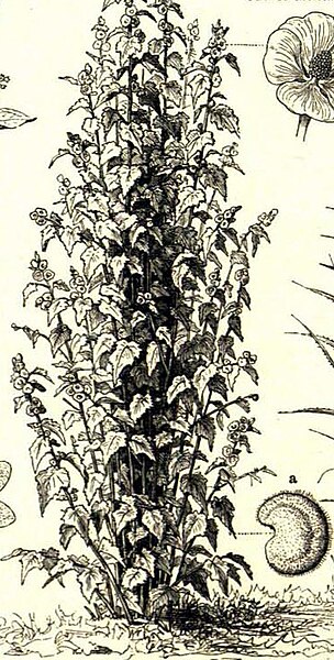 File:Meyers b1 s0894a (Althaea officinalis).jpg