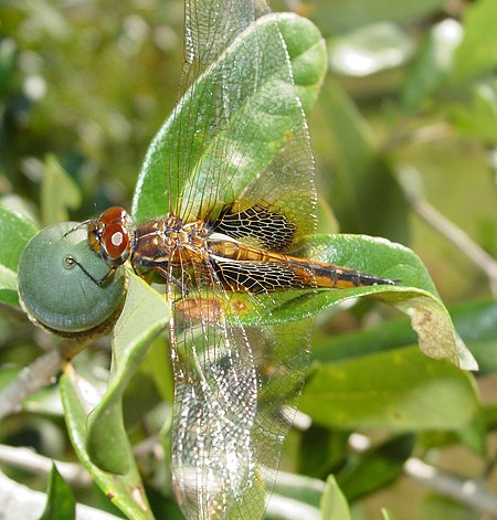 Miathyria marcella