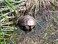 Midland Painted Turtle (Chrysemys picta marginata) Rideau River, Ottawa, Ontario