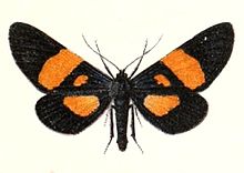 Milionia celebensis male 1895.jpg