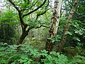 Millpond Wood in Sevenoaks.