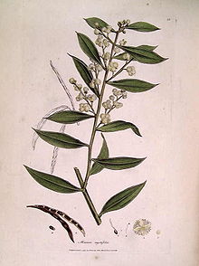 Illustration by James Sowerby Mimosa myrtifolia (Sowerby).jpg