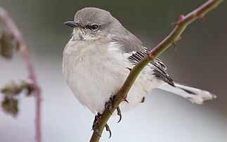 Un moqueur polyglotte (Mimus polyglottos), photographié à Toronto (Canada). (définition réelle 1 920 × 1 200)