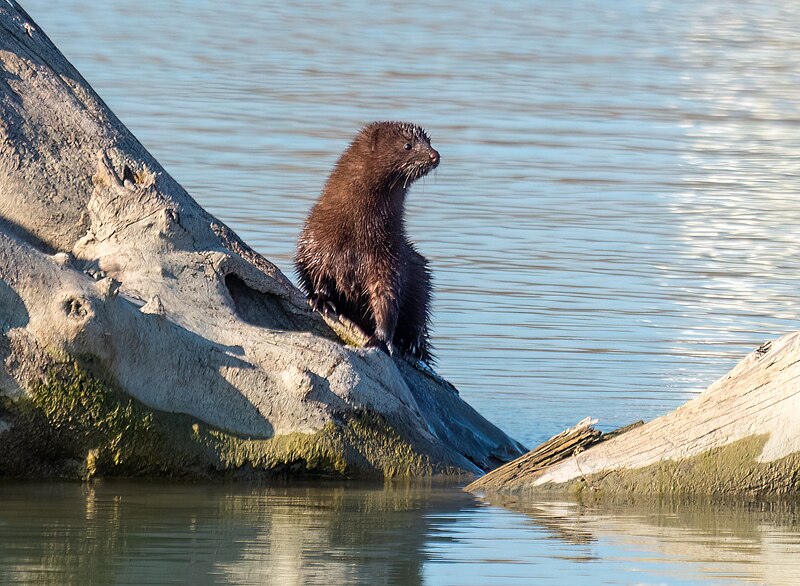 File:Mink in Toronto (21926).jpg