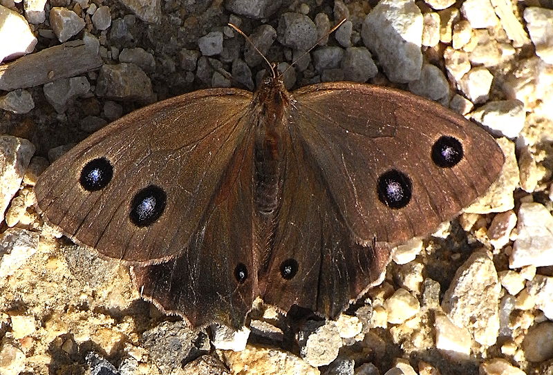 File:Minois dryas bl.jpg