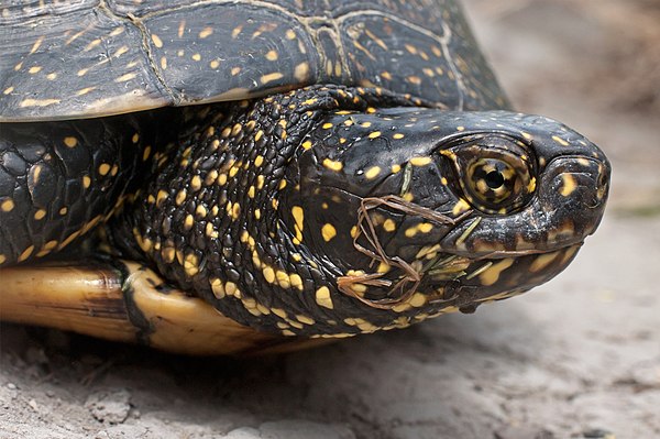 Head and neck of a European pond turtle