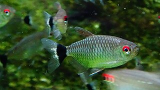 Moenkhausia sanctaefilomenae - Red Eyes Tetra - Aqua Golden Gate 03.JPG