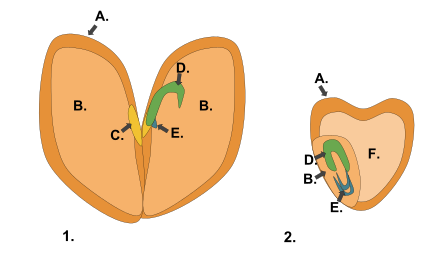 Diagram of a generalized dicot seed (1) versus a generalized monocot seed (2). A. Scutellum B. Cotyledon C. Hilum D. Plumule E. Radicle F. Endosperm