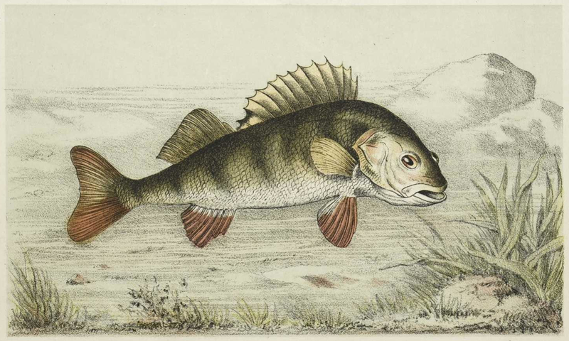 File:Montpetit - Poissons d'eau douce du Canada, 1897, illust p59.png