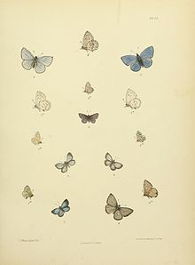 MooreThe Lepidoptera of CeylonPlate35.jpg