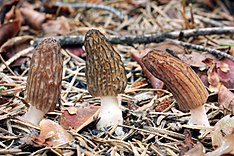 Morchella sextelata 419398.jpg