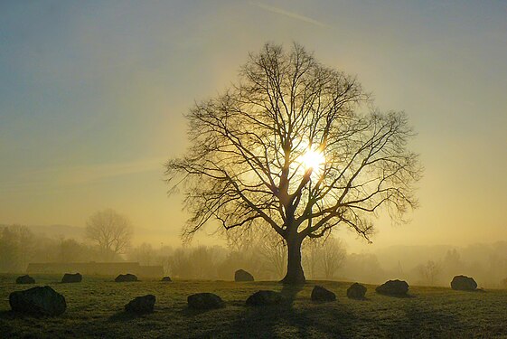 Lime tree in the morning fog at Esslingen, Germany