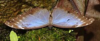 Morpho sp.