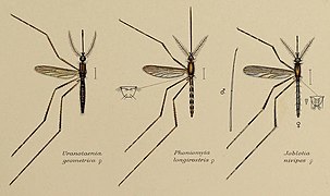 Coloured drawing of three mosquitoes displayed as scientific specimens