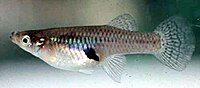 Mosquitofish.jpg