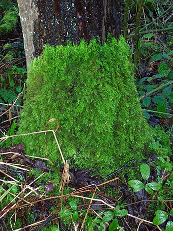 Tree base showing moss understory limit