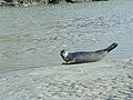 Phoque dans la baie