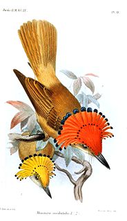 <span class="mw-page-title-main">Pacific royal flycatcher</span> Species of bird