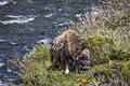 * Nomination Muskox (Ovibos moschatus) male in Dovrefjell NP --Charlesjsharp 14:28, 12 July 2023 (UTC) * Promotion Good quality --Jakubhal 15:09, 12 July 2023 (UTC)