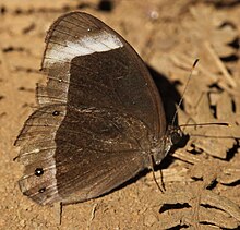 At Coorg Mycalesis anaxias coorg.JPG