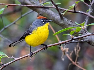 Myioborus brunniceps Brown-capped Redstart, San Javier, Córdoba, Argentina.jpg