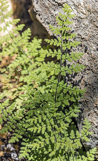 <i>Myriopteris cooperae</i> Species of fern