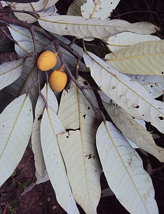 <i>Myristica dactyloides</i> Species of flowering plant