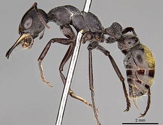 <i>Myrmecia cydista</i> Species of ant endemic to Australia