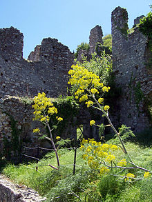 fargefotografi: ruiner med gule blomster i forgrunnen