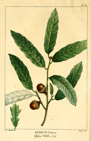 Quercus incana