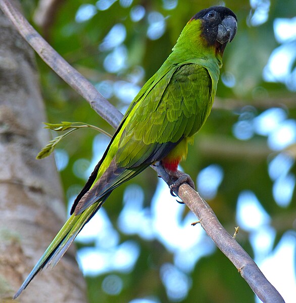 File:Nanday Parakeet (Nandayus nenday) (31407381560).jpg