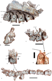 Vertebral column Nankangia jiangxiensis.png