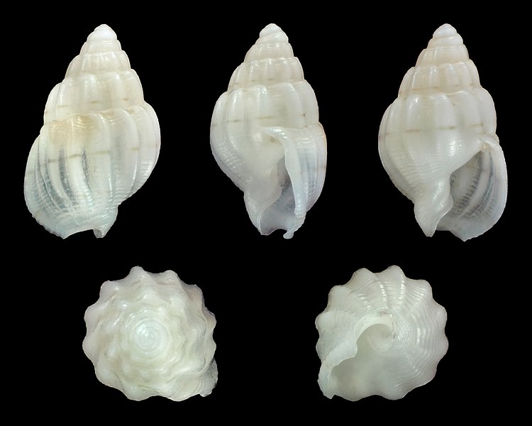 File:Nassarius ecstilbus 01.jpg