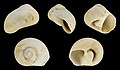 * Nomination Shell of a fossil Moon Snail, Natica subglaucinoides --Llez 05:54, 21 June 2021 (UTC) * Promotion  Support Good quality.--Famberhorst 05:57, 21 June 2021 (UTC)