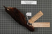 Naturalis биоалуантүрлілік орталығы - RMNH.AVES.147351 1 - Napothera rufipectus (Сальвадори, 1879) - Timaliidae - құстың терісі numimen.jpeg