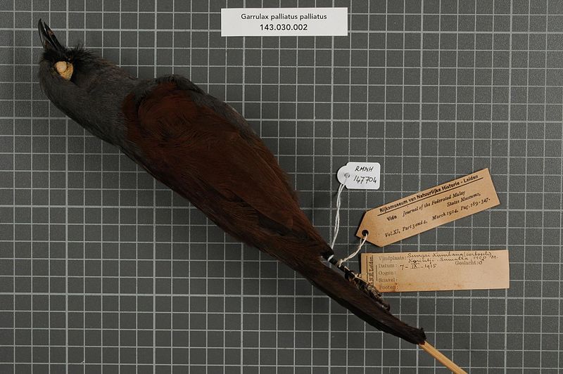 File:Naturalis Biodiversity Center - RMNH.AVES.147704 1 - Garrulax palliatus palliatus (Bonaparte, 1850) - Timaliidae - bird skin specimen.jpeg