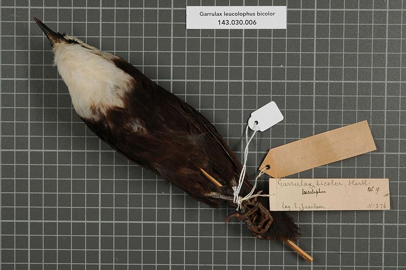 File:Naturalis Biodiversity Center - RMNH.AVES.147738 2 - Garrulax leucolophus bicolor Hartlaub, 1844 - Timaliidae - bird skin specimen.jpeg